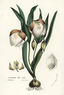 Albus: Fairy lantern, Calochortus albus