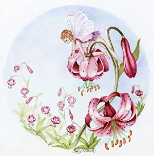 Fawcett: Fairy on Martagon Lily