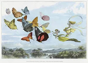 Fairies: Fairy Queen