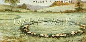 FAIRY RING