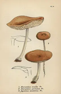 Mordecai: Fairy ring champignon, Marasmius oreades 1