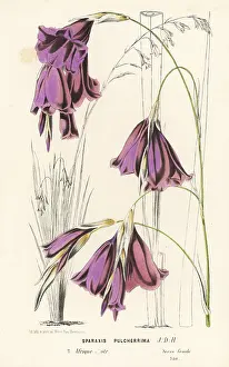 Sparaxis: Fairybells, Dierama pulcherrimum