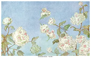 Symonds: Fairyland - Guelder Rose - Snow