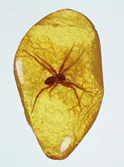 Kauri: Fake amber