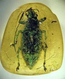 Copal: Fake amber