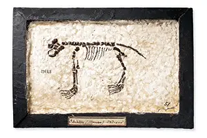 1804 1892: Fake rodent skeleton
