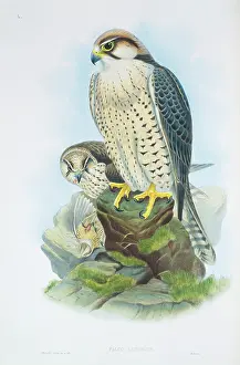 Falco: Falco biarmicus, lanner falcon