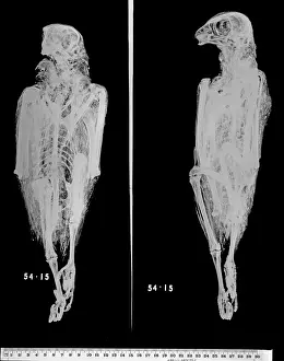 Falco: Falco cherrug, saker falcon