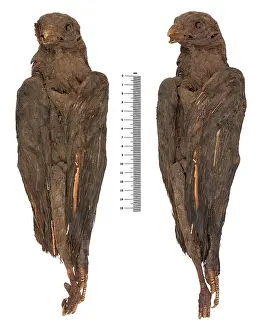 Falco: Falco cherrug, saker falcon