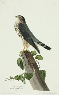 Falconidae: Falco columbarius, merlin