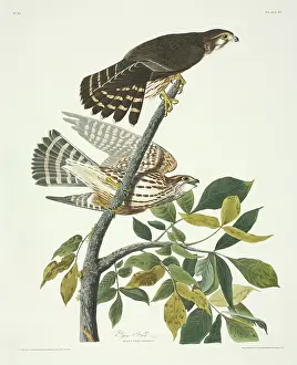 Falconidae: Falco columbarius, merlin