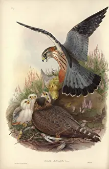 Falco: Falco columbarius, merlin