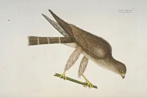 Falco: Falco columbarius, merlin