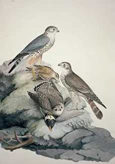 Falco: Falco columbarius, merlin