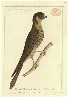 1762: Falco longipennis, Australian hobby