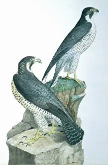 Falco: Falco peregrinus, falcon