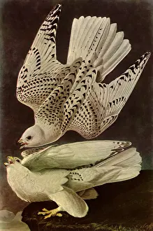 Falco: Falco Rusticolus