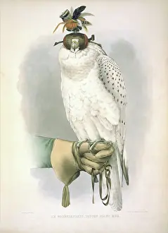 Falconidae: Falco rusticolus, gyrfalcon