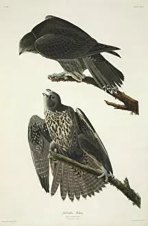 Falconidae: Falco rusticolus, gyrfalcon