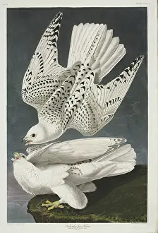 Falconidae: Falco rusticolus, gyrfalcon