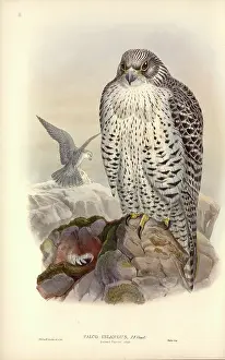 Falconidae: Falco rusticolus, gyrfalcon