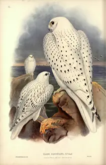 Falconidae: Falco rusticolus, gyrfalcon