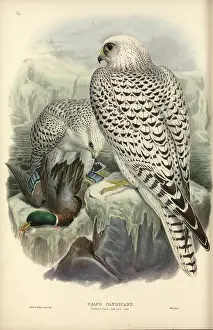 Falco: Falco rusticolus, gyrfalcon