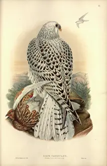 Falco: Falco rusticolus, gyrfalcon