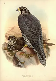 Falco: Falco rusticolus, gyrfalcon
