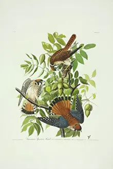 Kestrel: Falco sparverius, American kestrel