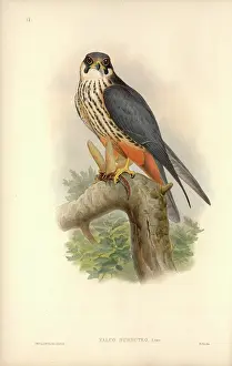 Falco: Falco subbuteo, Eurasian hobby