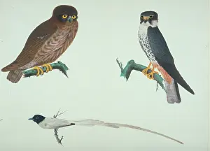 Falco: Falco subbuteo, hobby, Terpsiphone sp. Paradise-flycatcher