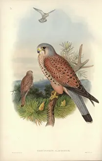 Kestrel: Falco tinnunculus, common kestrel