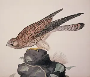 Kestrel: Falco tinnunculus, common kestrel