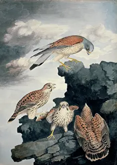 Kestrel: Falco tinnunculus, common kestrel