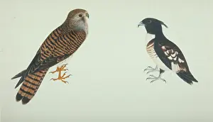 Kestrel: Falco tinnunculus, common ketsrel, Aviceda leuphotes, black