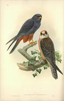 Falco: Falco vespertinus, red-footed falcon