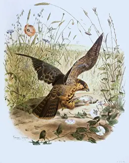 Travies: Falcon
