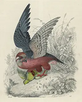 Kestrel: Falcon and Prey