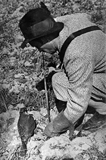Crouches: FALCONRY : FEEDING