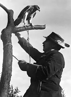 Tethers: FALCONRY : ON A TREE