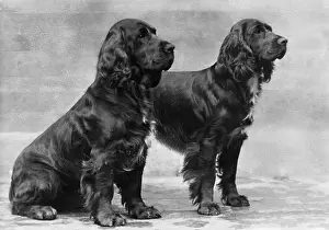 Barnett: Fall/2 Field Spaniels
