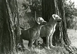 Coronet: FALL/2 LABRADOR DOGS
