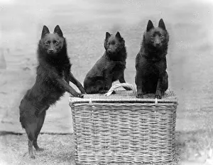 Gill: Fall/3 black Schipperkes posing on a wicker basket