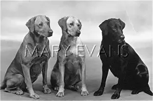 Labradors: FALL/3 LABRADOR DOGS