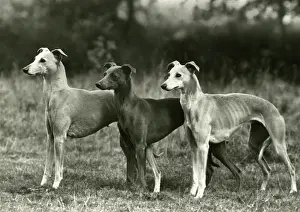 Satin: FALL/3 WHIPPETS TOGETHER