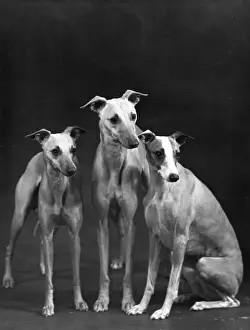 Whippet: FALL/3 WHIPPETS TOGETHER