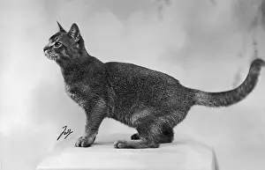 Curled: FALL/ABYSSINIAN/1936