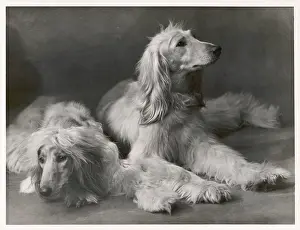 Shaggy: Fall - Two Afghans - 1934