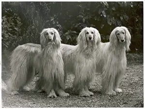 Cleopatra: Fall - Three Afghans - 1953
